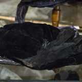 Nella miriade di accessori che ci circonda quelli pi� curiosi sono per� sicuramente quelli ricavati da parti di animali. In particolare ci sono due cappelli, uno nero caratterizzato da un'ala di corvo...